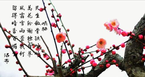 傲骨流芳音乐网